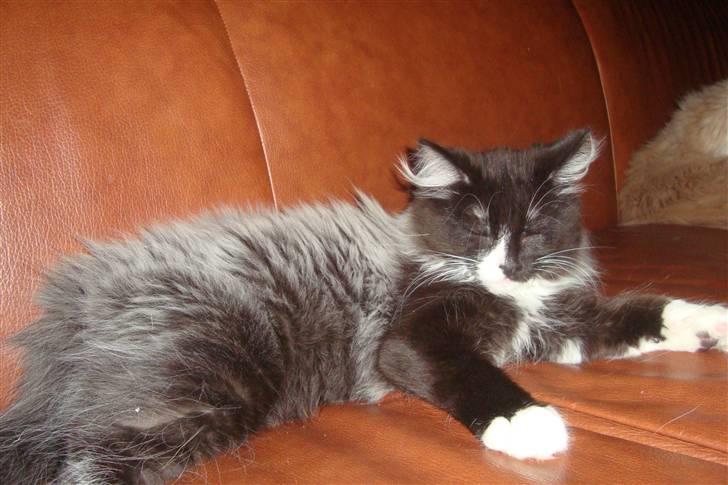 Norsk Skovkat  Fru Marius billede 2