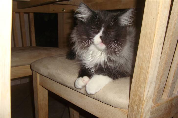 Norsk Skovkat  Fru Marius billede 3