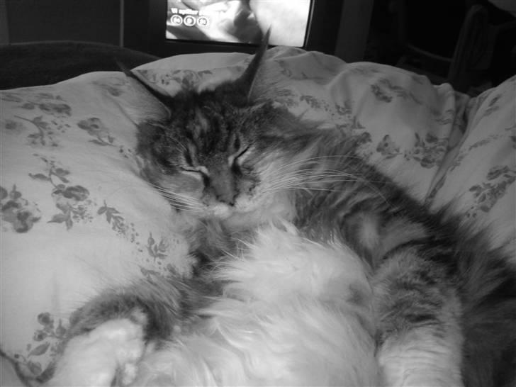 Maine Coon Ojo's Bonnie Tyler billede 5