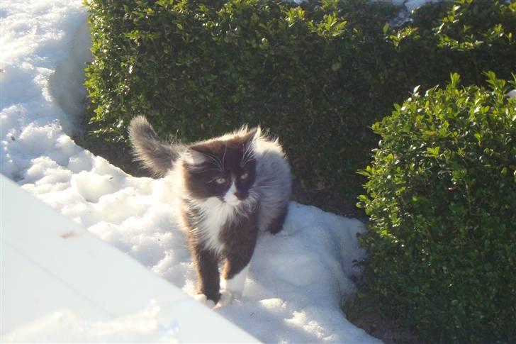 Norsk Skovkat  Fru Marius billede 4