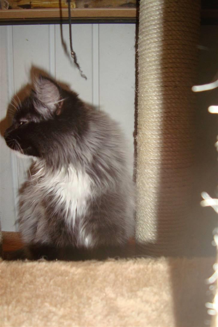 Norsk Skovkat  Fru Marius billede 5