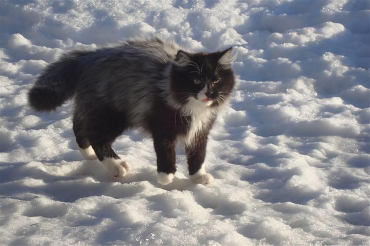 Norsk Skovkat  Fru Marius billede 6