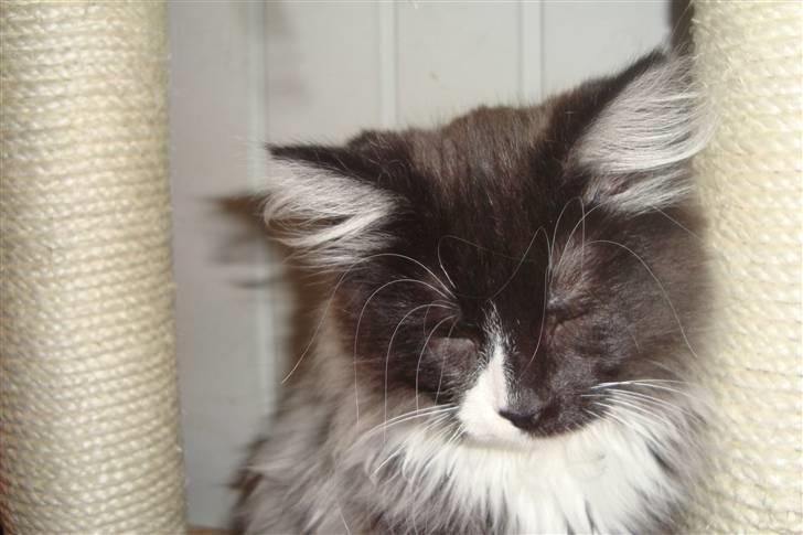 Norsk Skovkat  Fru Marius billede 7