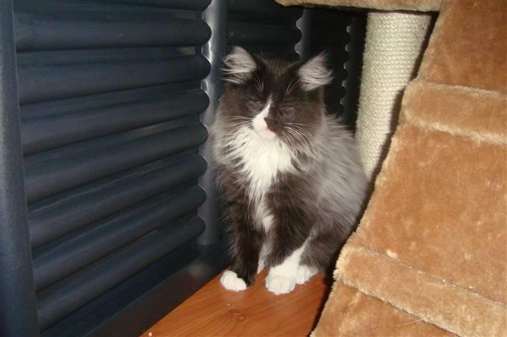 Norsk Skovkat  Fru Marius billede 8