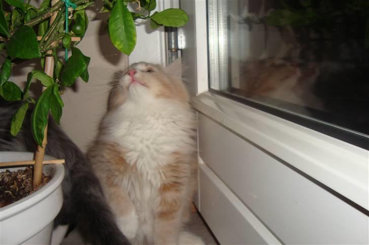 Norsk Skovkat Arnold billede 2