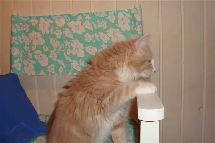 Norsk Skovkat Arnold billede 3