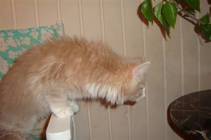 Norsk Skovkat Arnold billede 4