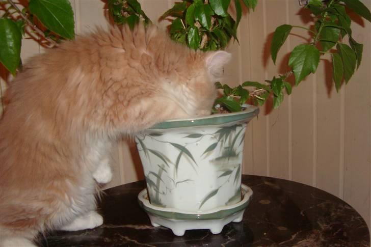 Norsk Skovkat Arnold billede 5