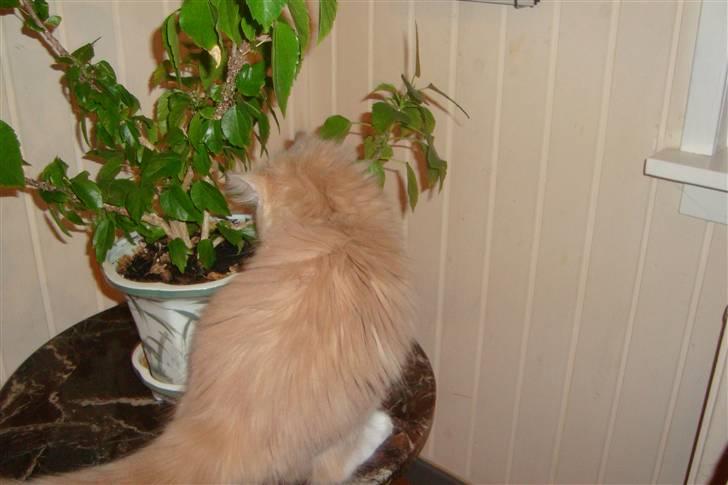 Norsk Skovkat Arnold billede 6