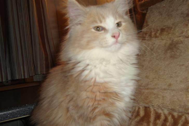 Norsk Skovkat Arnold billede 7