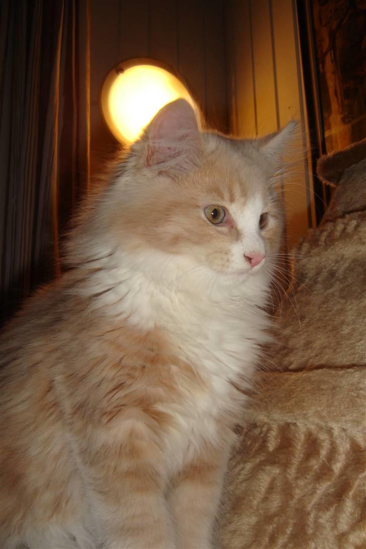 Norsk Skovkat Arnold billede 8