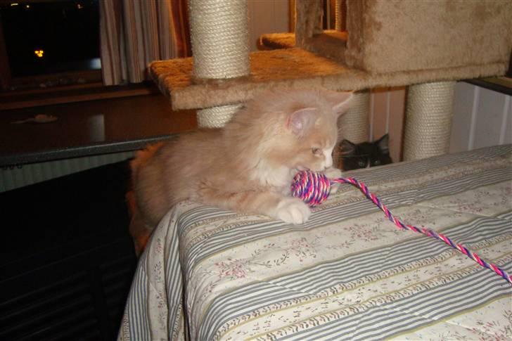 Norsk Skovkat Arnold billede 9