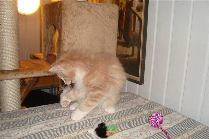 Norsk Skovkat Arnold billede 10