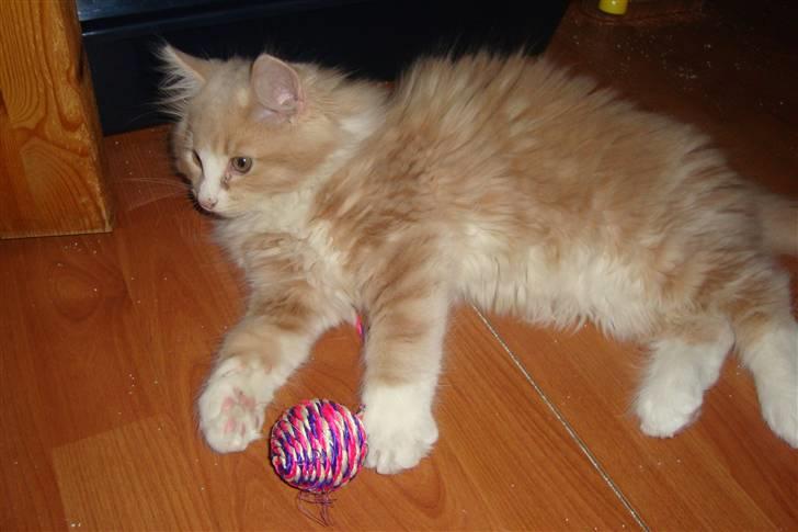 Norsk Skovkat Arnold billede 11