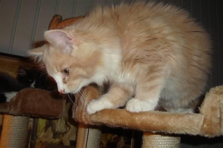 Norsk Skovkat Arnold billede 12