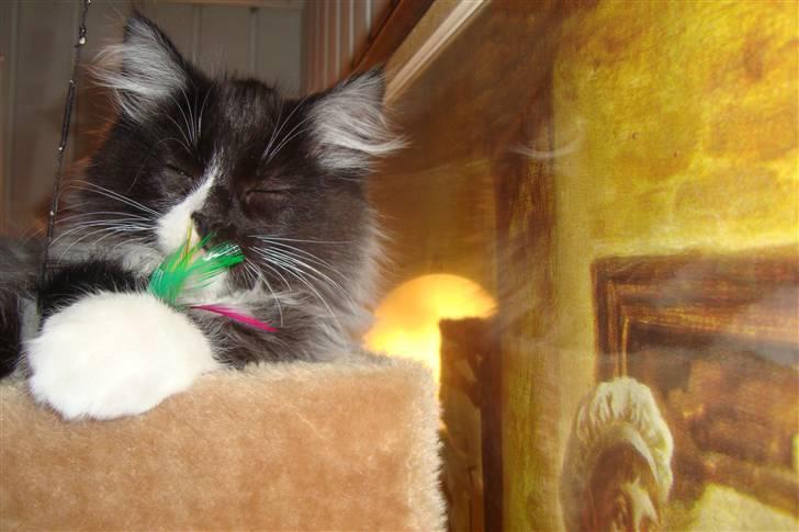 Norsk Skovkat  Fru Marius billede 9