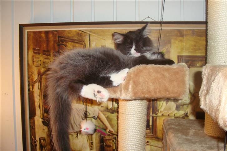 Norsk Skovkat  Fru Marius billede 10