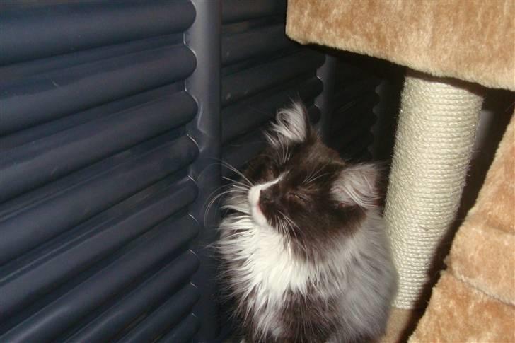 Norsk Skovkat  Fru Marius billede 11