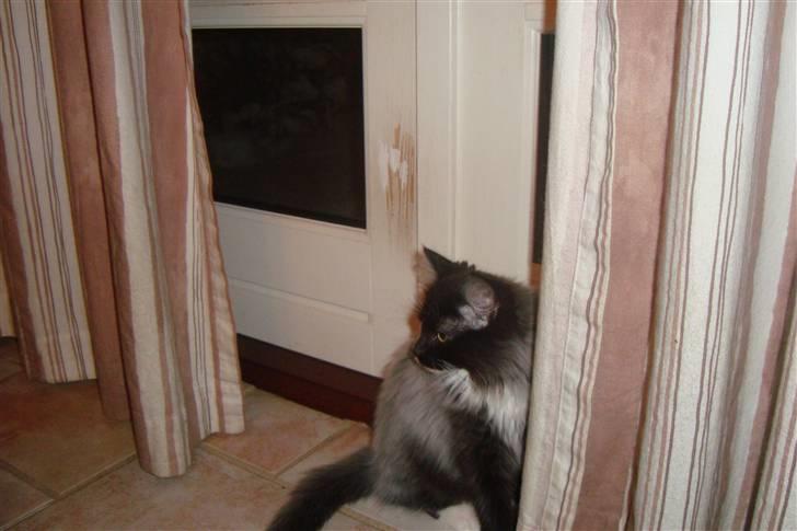 Norsk Skovkat  Fru Marius billede 12