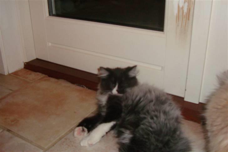 Norsk Skovkat  Fru Marius billede 13