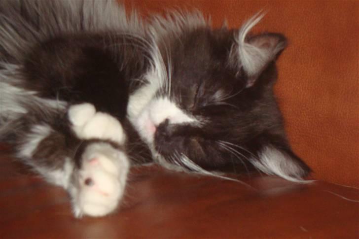 Norsk Skovkat  Fru Marius billede 14