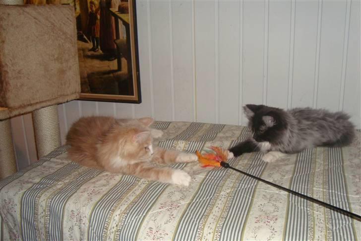 Norsk Skovkat  Fru Marius billede 15