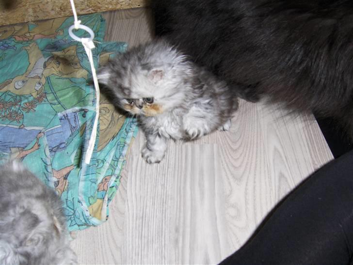 Perser santa billede 6