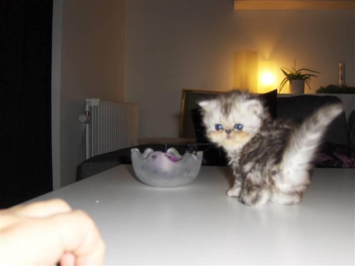 Perser santa billede 7