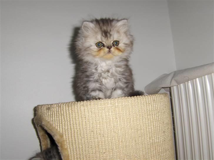 Perser santa billede 8