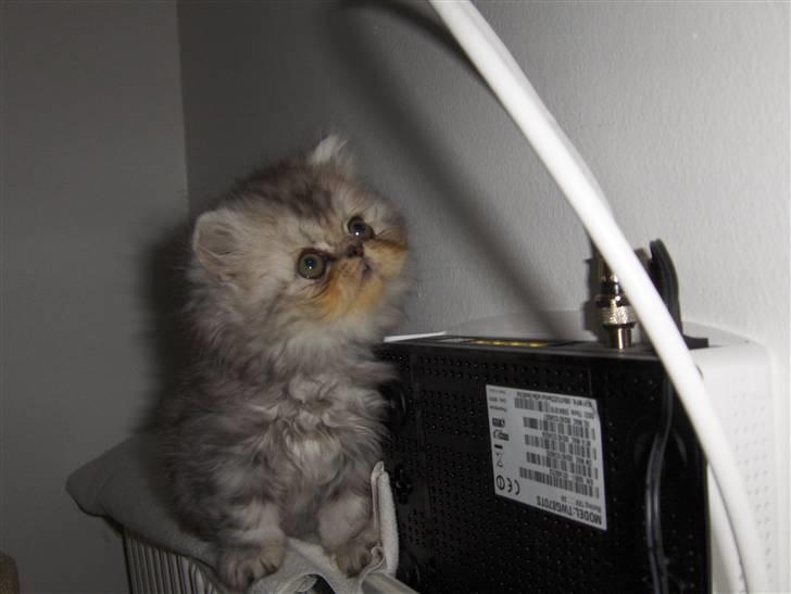 Perser santa billede 9