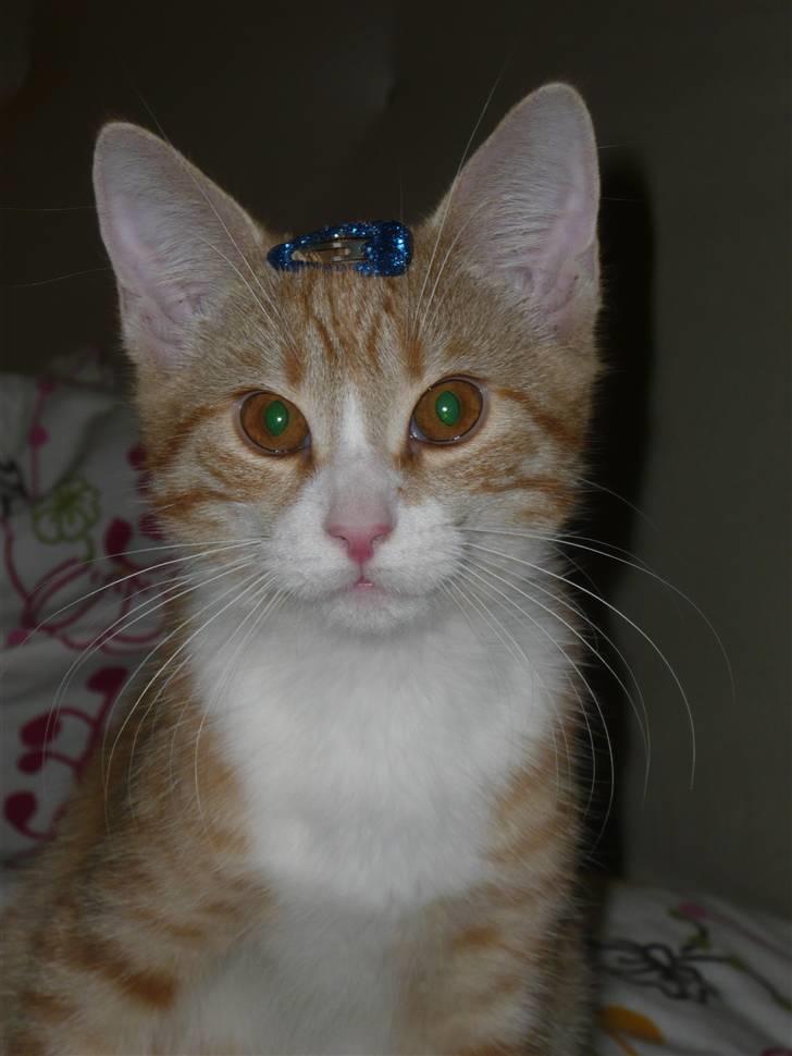 Huskat Ginny - Smukke prinsesse :D billede 6