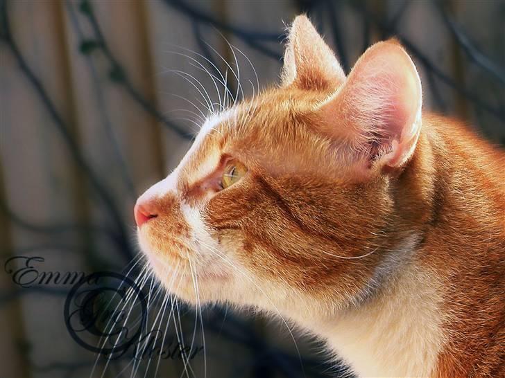 Huskat Oliver (Olle) - Et af mine ynglings billeder af ham! :) Jeg har selv taget alle billeder i hans profil ^^ billede 17