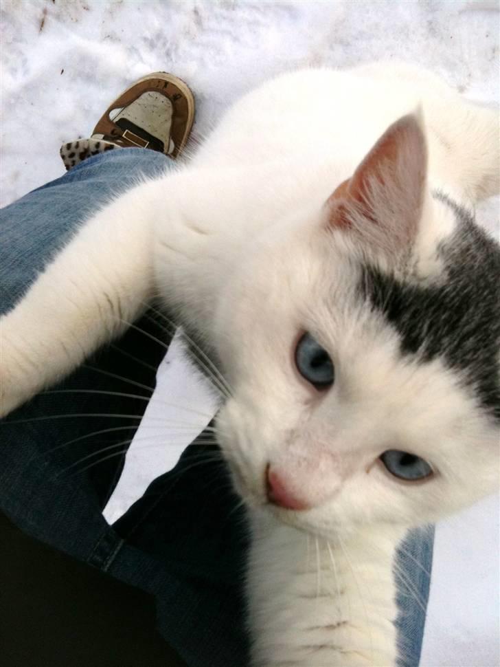 Blanding af racer Gizmo billede 10