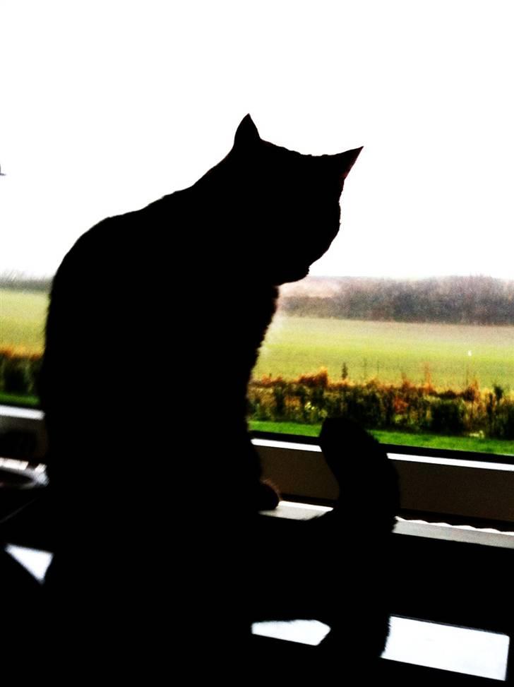 Huskat Bodil billede 2