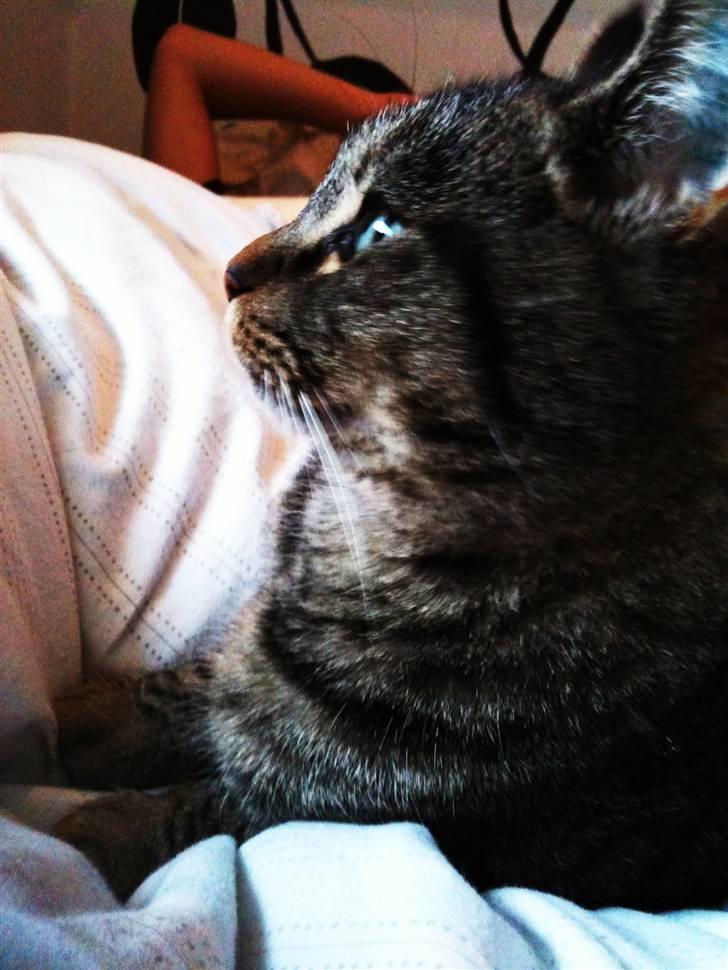 Huskat Bodil billede 3