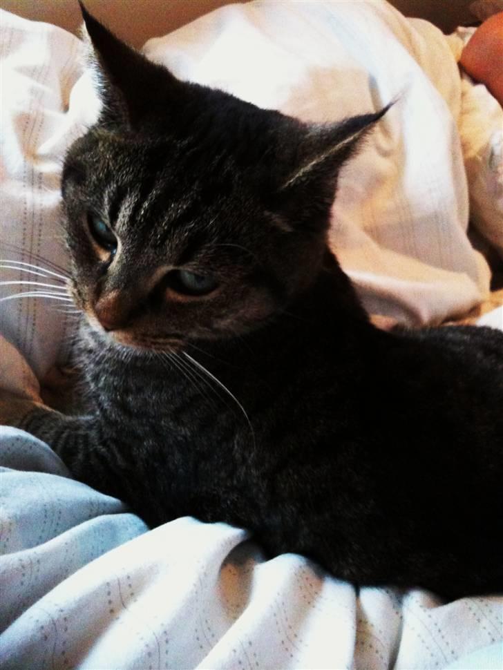 Huskat Bodil billede 4