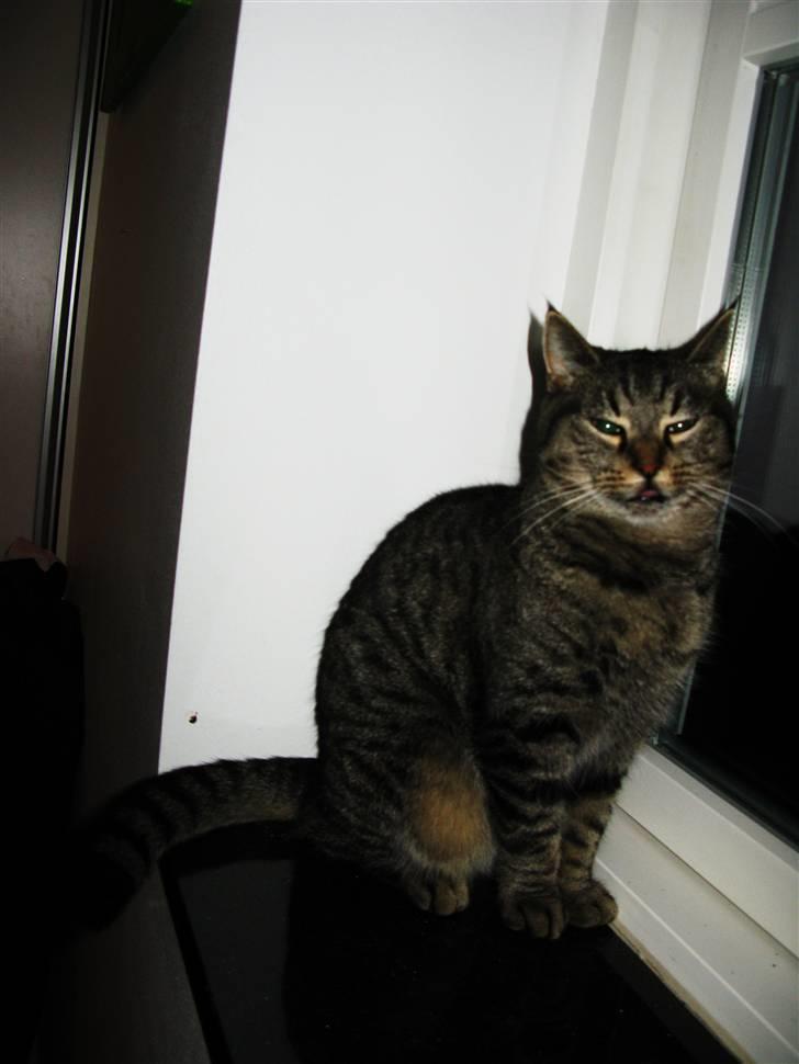 Huskat Bodil billede 5