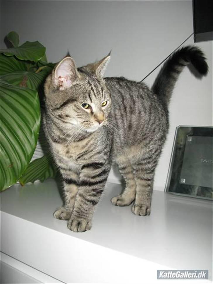 Huskat Bodil billede 6