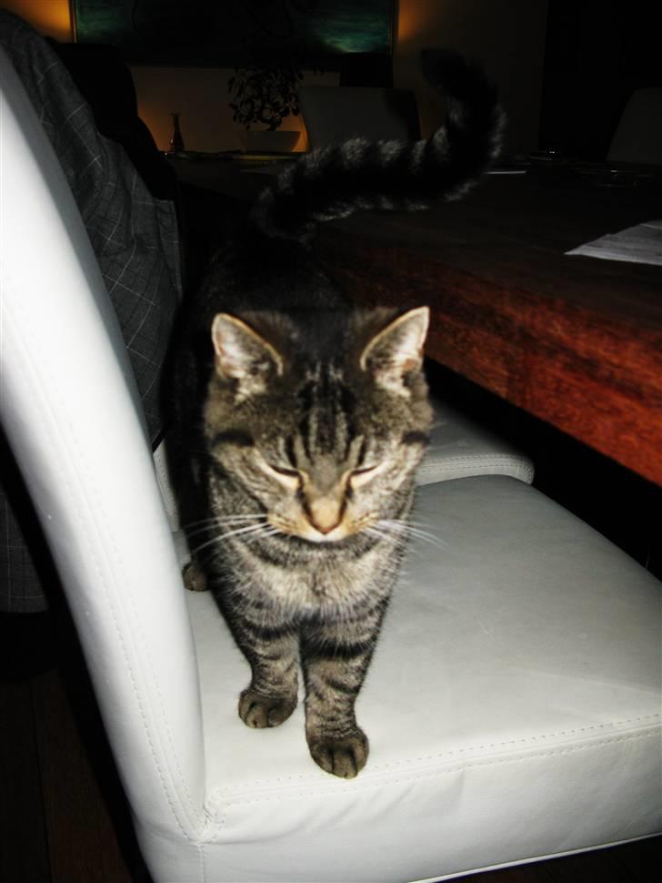 Huskat Bodil billede 7