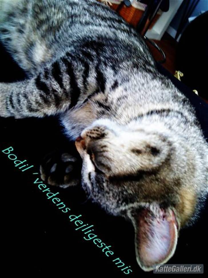 Huskat Bodil billede 8