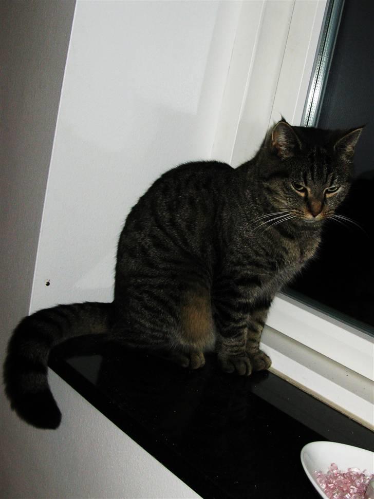 Huskat Bodil billede 9