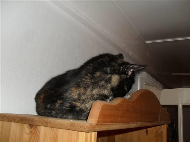 Huskat † Marie † )': - Her ligger hun på sin daglige plads, som det nu var billede 9