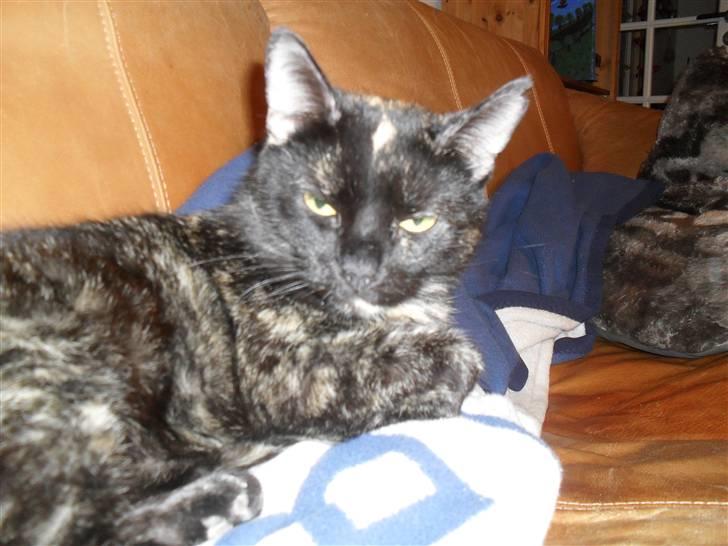 Huskat † Marie † )': billede 10