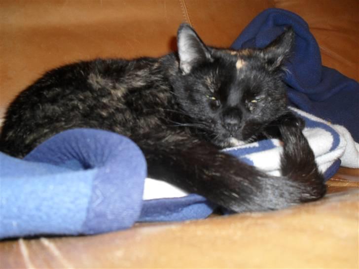 Huskat † Marie † )': billede 11