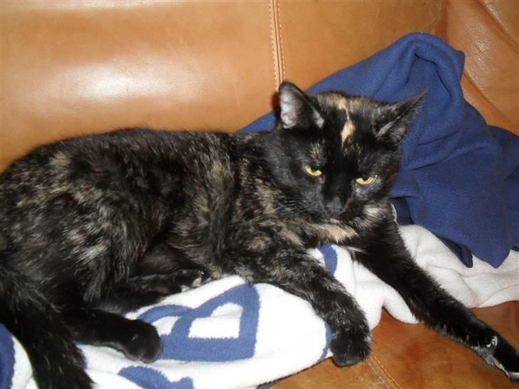 Huskat † Marie † )': billede 12