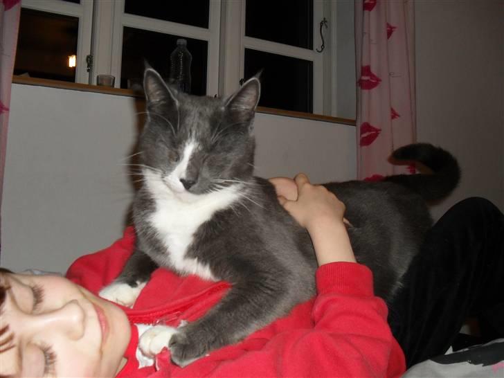 Huskat Disel(MIN SØSTERS) - Det kan godt være at han er lidt stor, men vi elsker ham stadig. billede 10