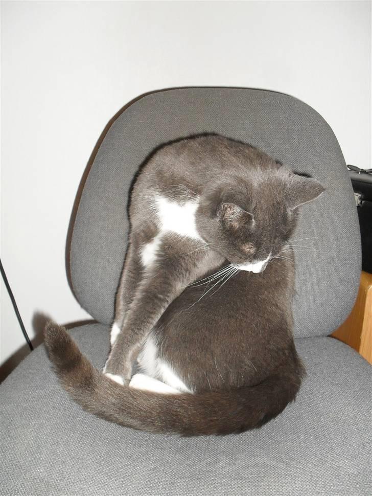 Huskat Disel(MIN SØSTERS) billede 11