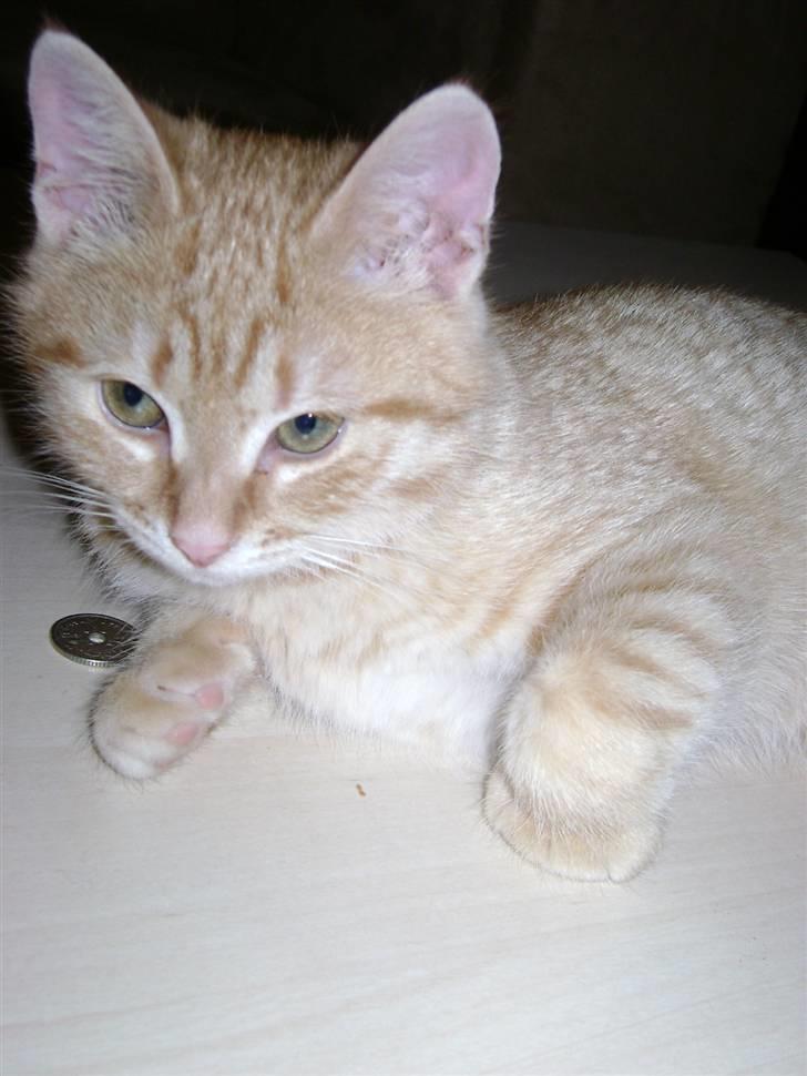 Huskat Misja  billede 6