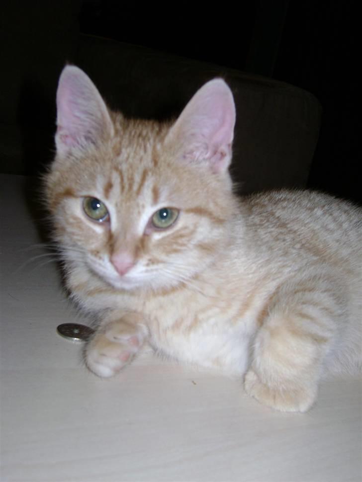 Huskat Misja  billede 7