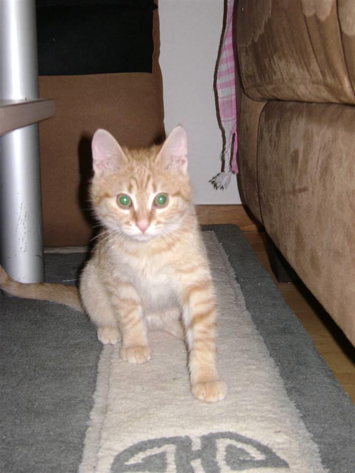 Huskat Misja  billede 8